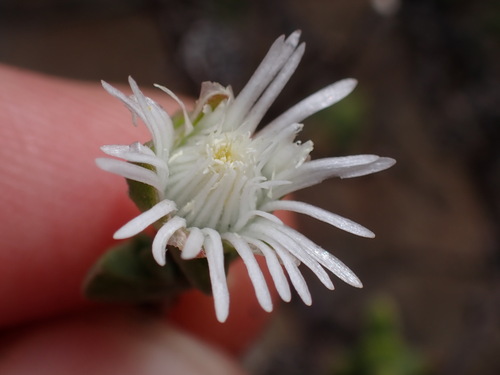 Image of Drosanthemum praecultum by (c) Ren Hoekstra, some rights reserved (CC BY)