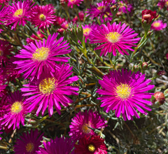 Delosperma cooperi