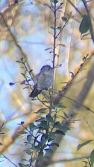 Selasphorus platycercus