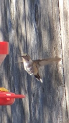 Selasphorus platycercus