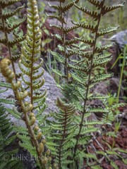 Notholaena galeottii