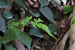 Pteris dispar