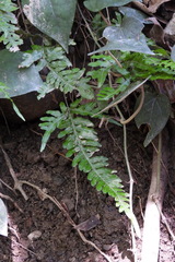 Pteris dispar