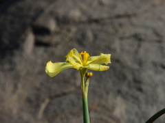 Moraea pallida