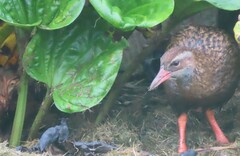 Gallirallus australis hectori