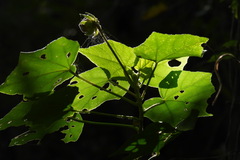 Hibiscus makinoi