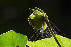 Hibiscus makinoi