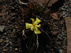 Moraea pallida