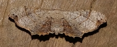 Epipleminae