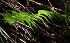 Woodwardia prolifera