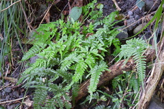 Pteris dispar