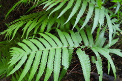 Sphaerostephanos taiwanensis