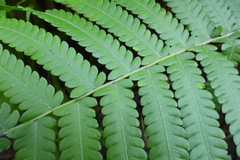 Sphaerostephanos taiwanensis