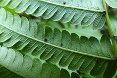 Sphaerostephanos taiwanensis