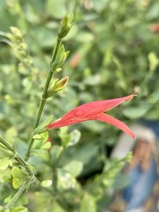 Dicliptera sexangularis
