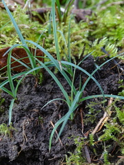 Carex panicea