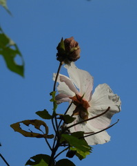 Hibiscus makinoi