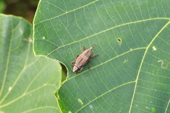 Sphenocorynes kosempoensis