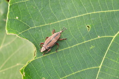 Sphenocorynes kosempoensis