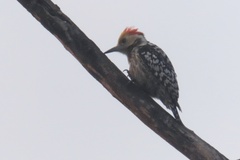 Leiopicus mahrattensis