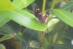 Vanessa gonerilla ida