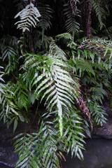 Pteris formosana