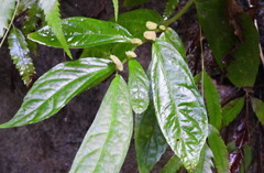 Elatostema hirtellipedunculatum
