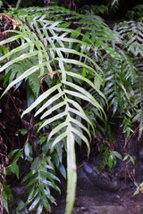 Pteris formosana
