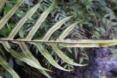 Pteris formosana