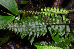 Hymenasplenium pubirhizoma