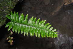 Hymenasplenium pubirhizoma