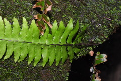 Hymenasplenium pubirhizoma