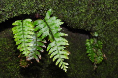 Hymenasplenium pubirhizoma
