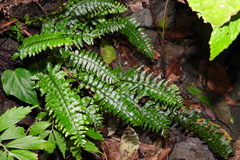 Hymenasplenium pubirhizoma