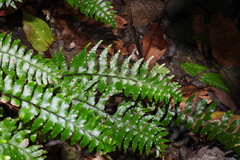 Hymenasplenium pubirhizoma