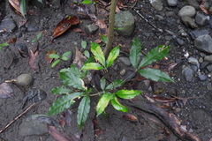 Melicope semecarpifolia