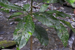 Melicope semecarpifolia