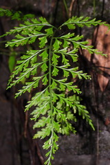 Asplenium ritoense