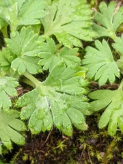 Alchemilla arvensis