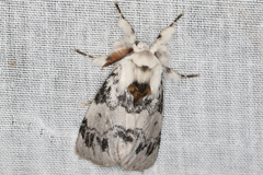 Iropoca rotundata