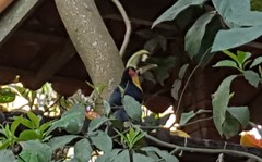 Ramphastos dicolorus