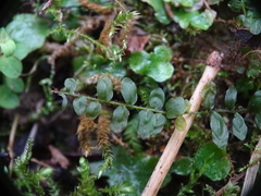 Plagiomnium rostratum