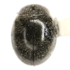 Rhyzobius forestieri