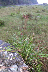 Cyperus javanicus