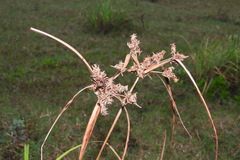 Cyperus javanicus