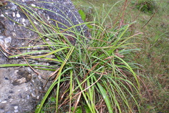 Cyperus javanicus
