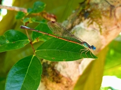 Zygoptera