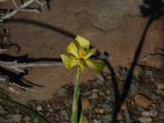 Moraea pallida