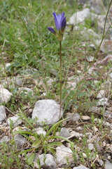 Gentiana olivieri