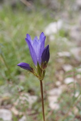 Gentiana olivieri